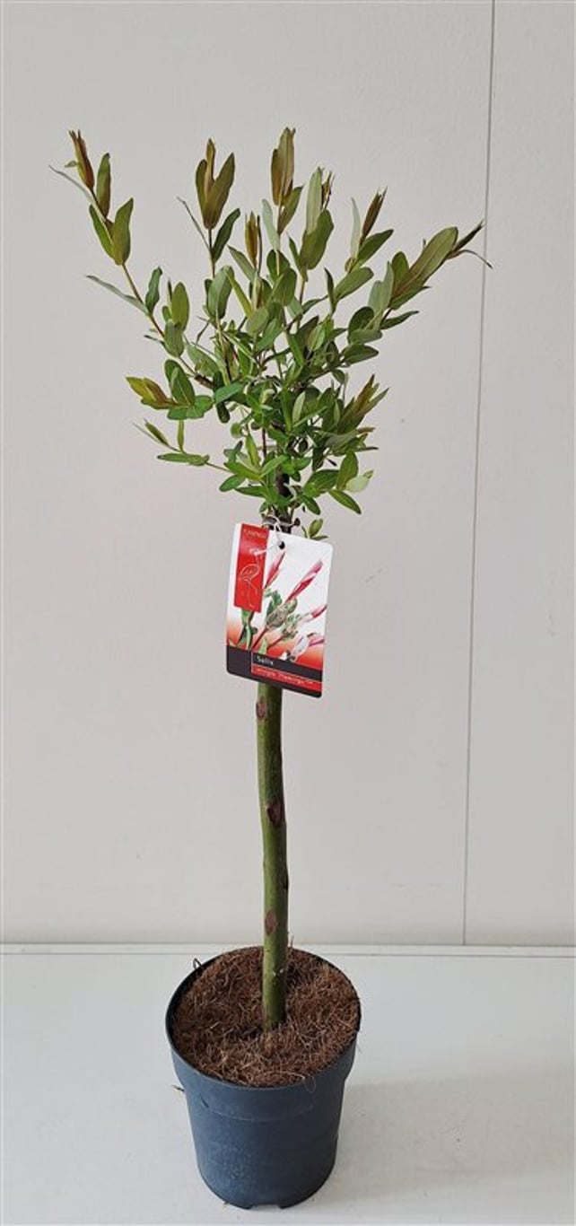 Salix integra 'Flamingo' - 40 CM Stem Cont.